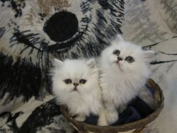 persian cfa registered kittens