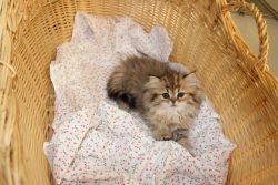 Persian Kitten 4 months old female