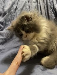 Male Persian Kitten