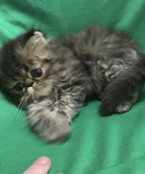 Male Persian Kitten Black Tabby
