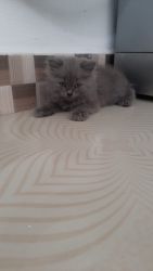 Russian blue, ginger, mixed colour Persian cats available