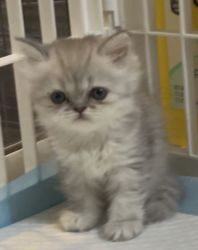 Rare Blue Golden Persian Kittens ready to go Home