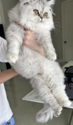 Persian kitties for sale female