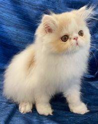 Persian kitty cfa