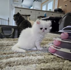 Beautiful White Female Persian Kitten