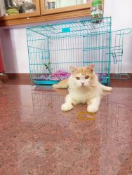 Cream Persian Cat Male (1 yr old)for sale.!!!