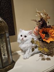 Persian Doll face kitten for sale