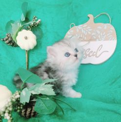 Silver Shaded Dollface Persian kittens