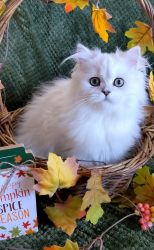 Gorgeous Dearheart Silver Persian Kittens