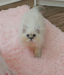 Doll Face Lilac Persian Kittens