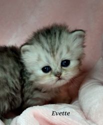 CFA Shaded Silver Persian kitten