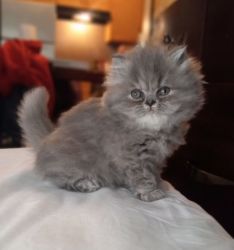 Registered Persian kitten