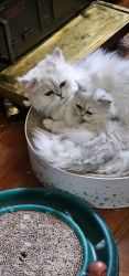 Silver Chinchilla Persians AKA the Fancy Feast Cat
