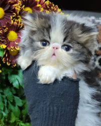 CFA Persian Kittens Available