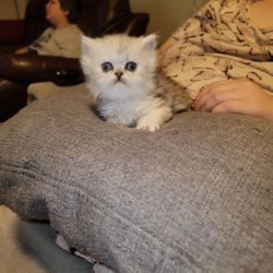 Persian kittens Shaded & Chinchilla Silver