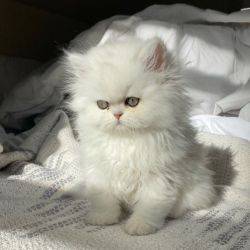Male & Female Doll Face Persian Kittens