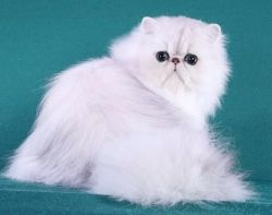 Beautyful Persian Cats