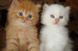 4 Pedigree Persian Kittens