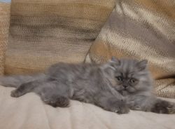 Registered Persian kitten
