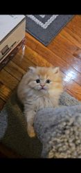Persian Kitten in Orange