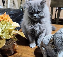 Adorable Doll Face Persian Kittens