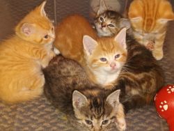 Beautiful Tabby/Persian Kittens