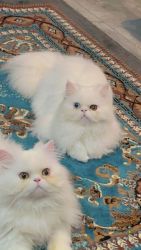 2 persian for sale