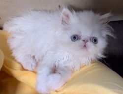 Stunning white Persian kitten
