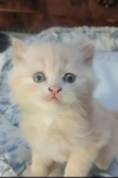 Cute kitten