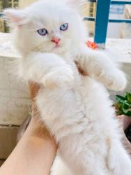 Adoption Persian cat