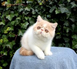 Exotic Persian Kittens Available! 12/17/23