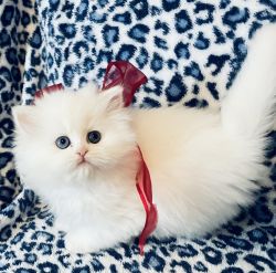 CFA Persian kittend