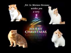 Exotic Persian Kittens Available! 12/21/23