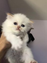 Home Raised Persian Kittens For Sale