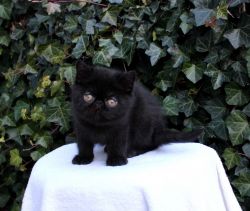 Exotic Persian Kittens Available - December 22nd, 2023