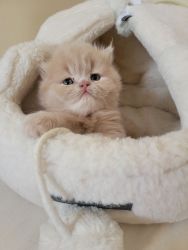 Male & Female Persian Kittens For Sale