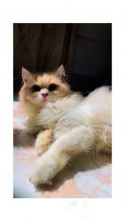 Persian Cat 5 months old female