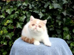 12/26/23 - Exotic Shorthair Persian Kittens Available
