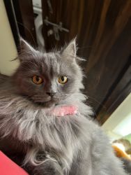 Persian cat grey shed