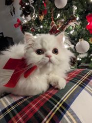 Chunky Male & Female Persian kittens For Good Homes Only