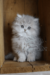 Gorgeous Persian Kittens available in New York
