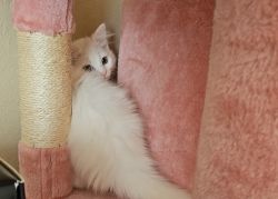 Fluffy White Persian kitten with Heterochromia