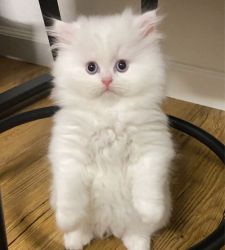 Gorgeous white Persian kittens available