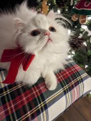 Persian white kitten available