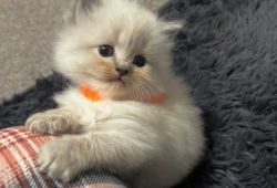 Stunning Persian Kittens for Sale