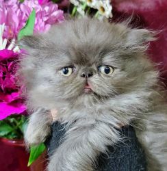 CFA Persian Male Kitten