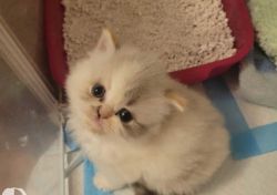 Persian Kittens for new homes