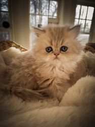 Blue Golden Persian Kittens
