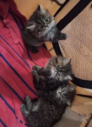 Sweet Persian kittens
