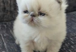 Gorgeous tica Registered Persian Kittens